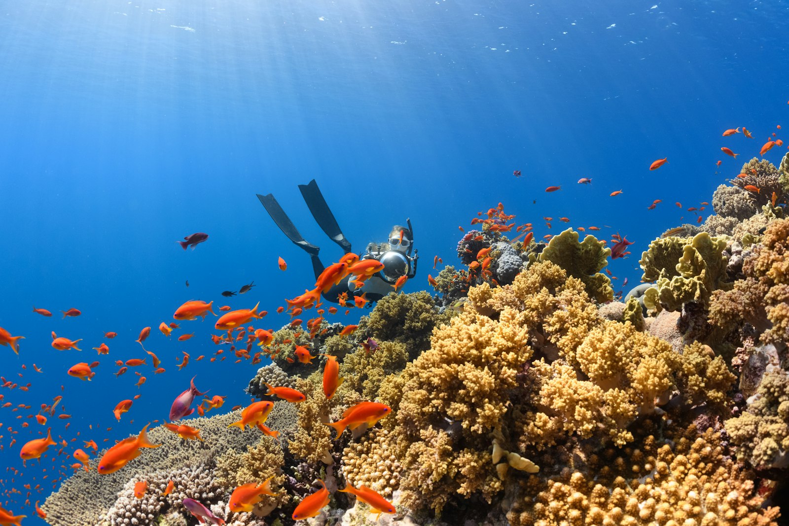 Red Sea coast