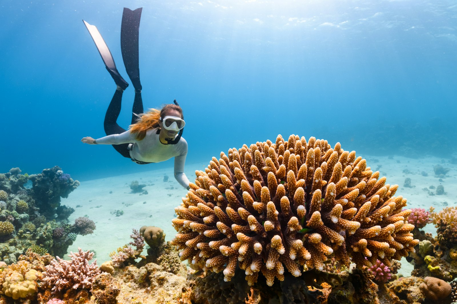 Red Sea diving
