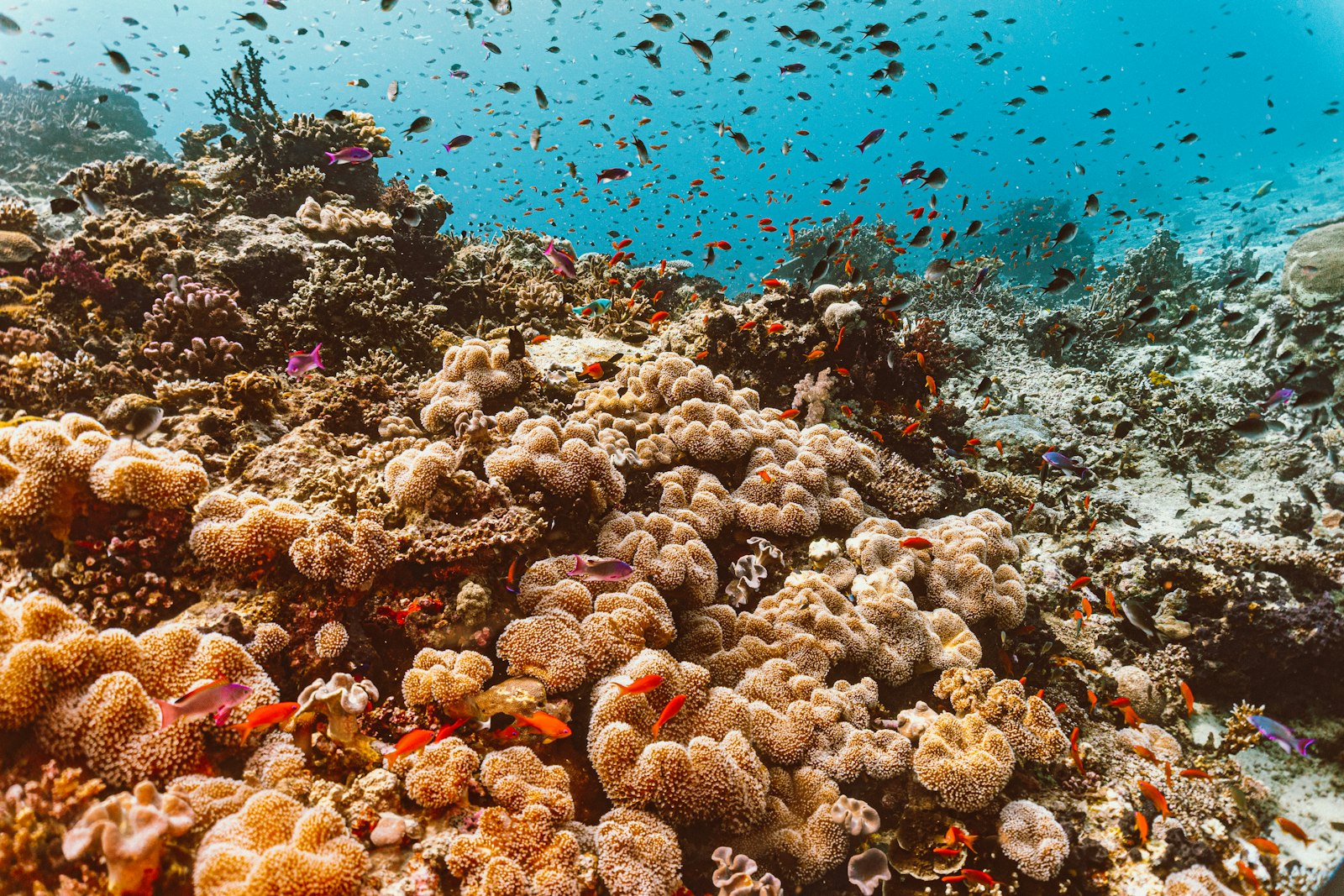 Red Sea